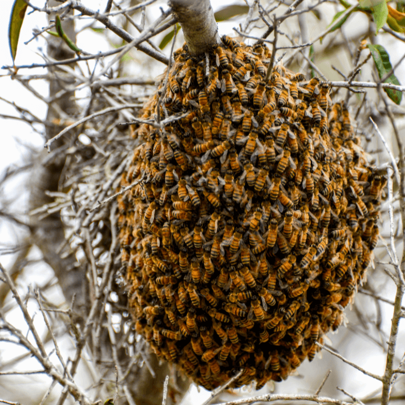 Essaims d'Abeilles – Vis ma vie d'abeille