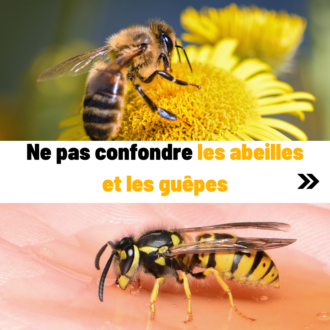 difference guepe abeille