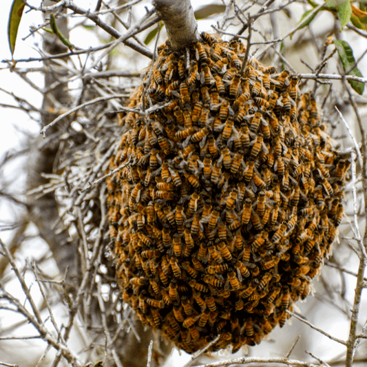 Essaims d'abeilles sur une branche d'arbre