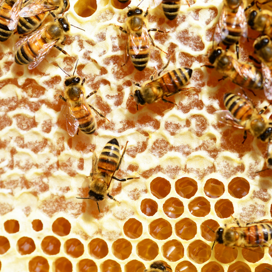 Le monde magique des abeilles