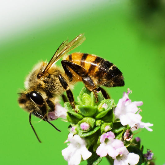 miel de thym est délicieux. C'est un excellent cicatrisant. Découvre le dès maintenant !