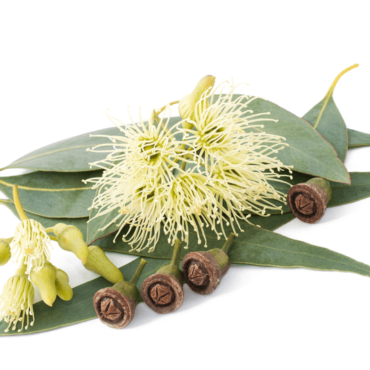 Découvrez les bienfaits du miel d'eucalyptus. Le miel d'eucalyptus est très bon pour la toux et les rhumes.