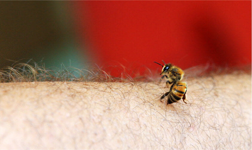 Apprenez en plus sur la piqure d'abeille. Découvrez notre article de blog.